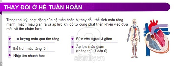 Thay đổi của cơ thể khi mang thai 4